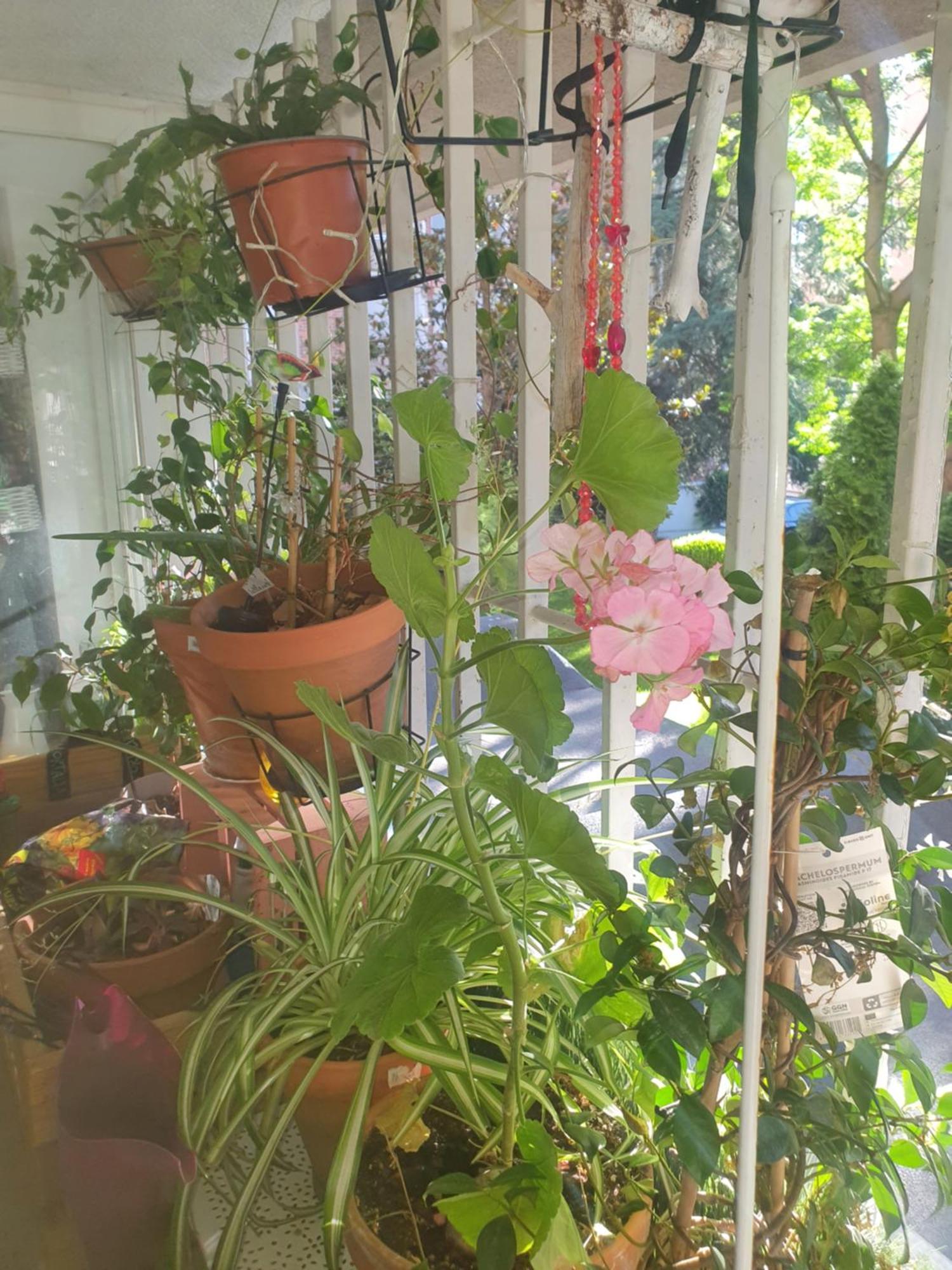Libros Y Plantas A 5 Minutos Del Centro En Bus Lejlighed Madrid Eksteriør billede